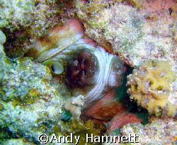 Octopus hiding in the rock. Panorama reef, Safaga, Egypt. by Andy Hamnett 
